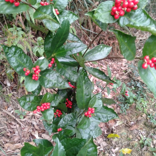 草珊瑚