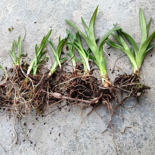 利川市大花萱草