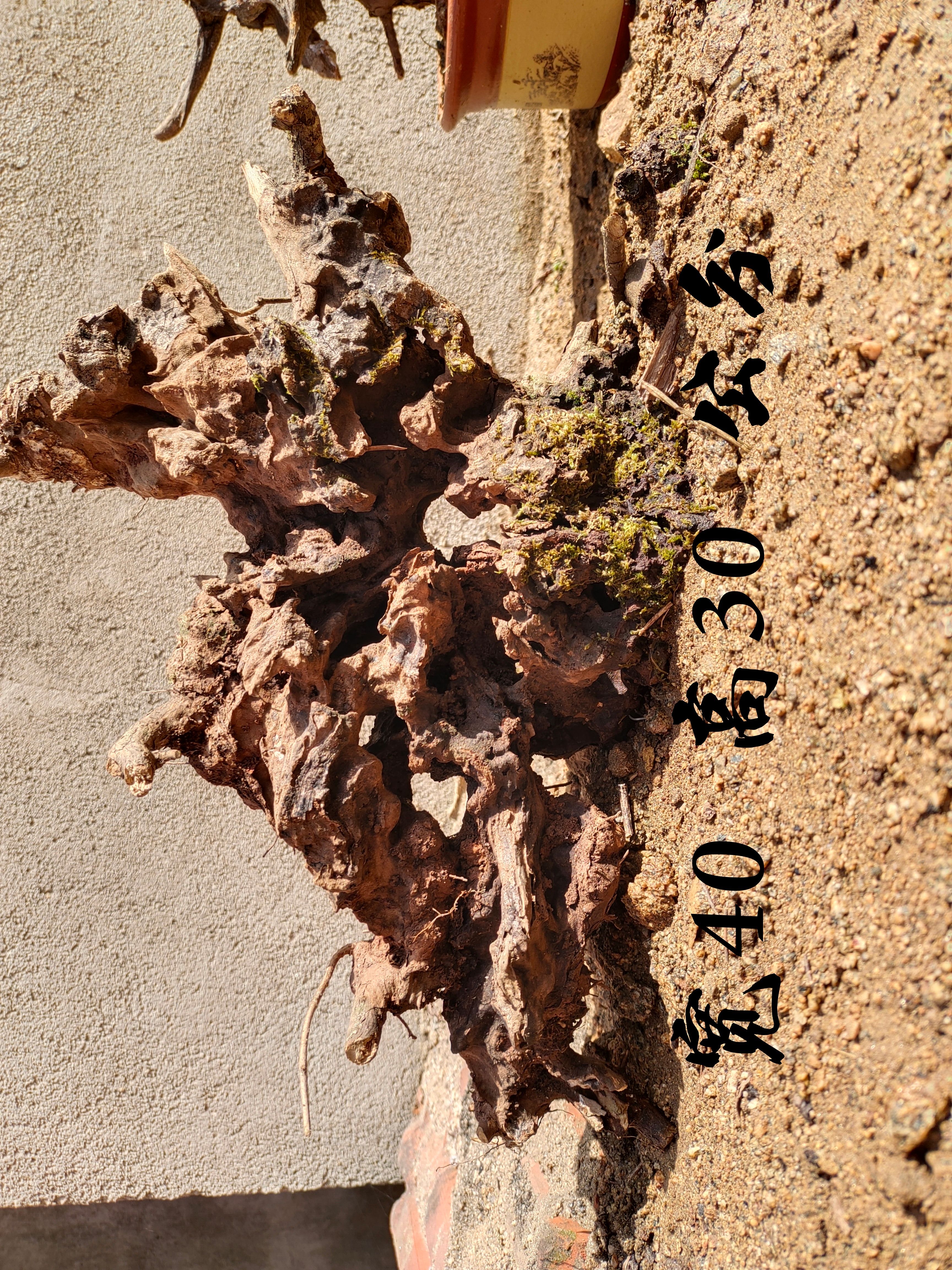 黄荆桩 黄荆舍利镂空老桩