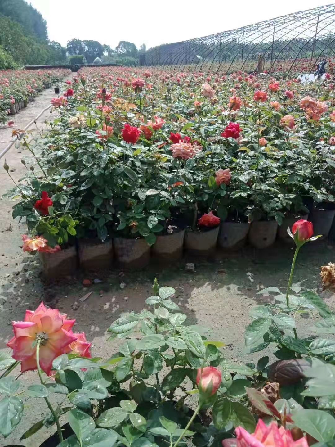 大花月季，各种颜色，基地直销