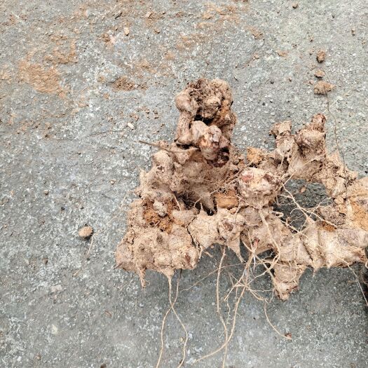 菝葜 金刚藤大量货需要联系
