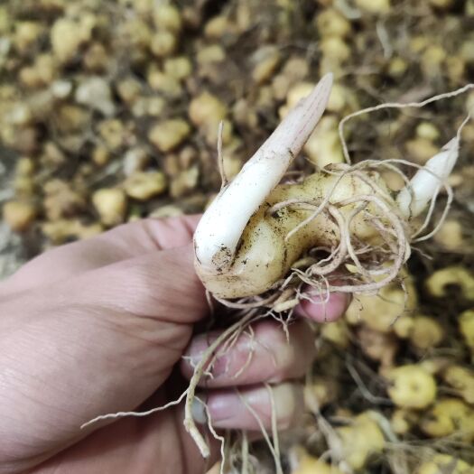 峨边县黄精种苗   大黄精，野生黄精，滇黄精，鸡头黄精，姜型黄精