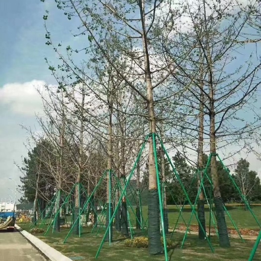 东莞市支撑架 玻璃纤维树木支撑杆，园林苗木果树支撑，防倒伏