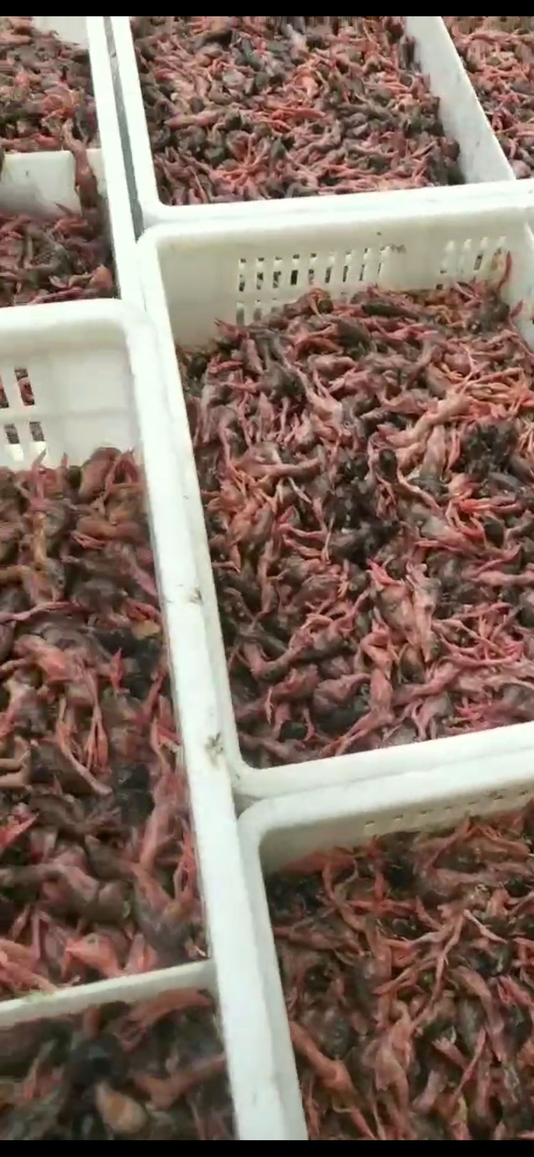  脱毛小鹌鹑