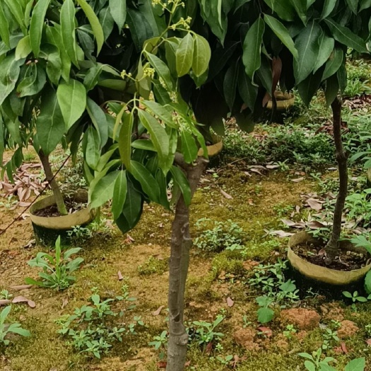 灵山县桂味荔枝苗 桂味荔枝圈枝果苗 营养袋嫁接果苗 广西特色荔枝水果品种苗