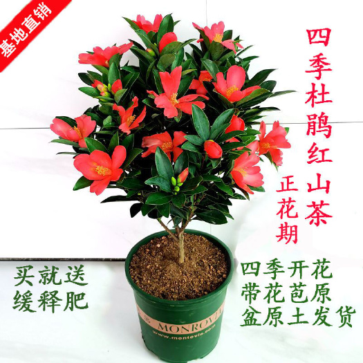四季杜鹃红山茶花盆栽四季开花四季长青福建龙岩基地直销