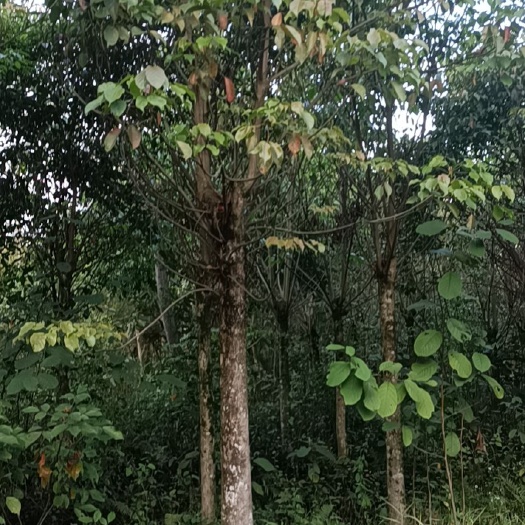 桂平市秋枫树 秋风树