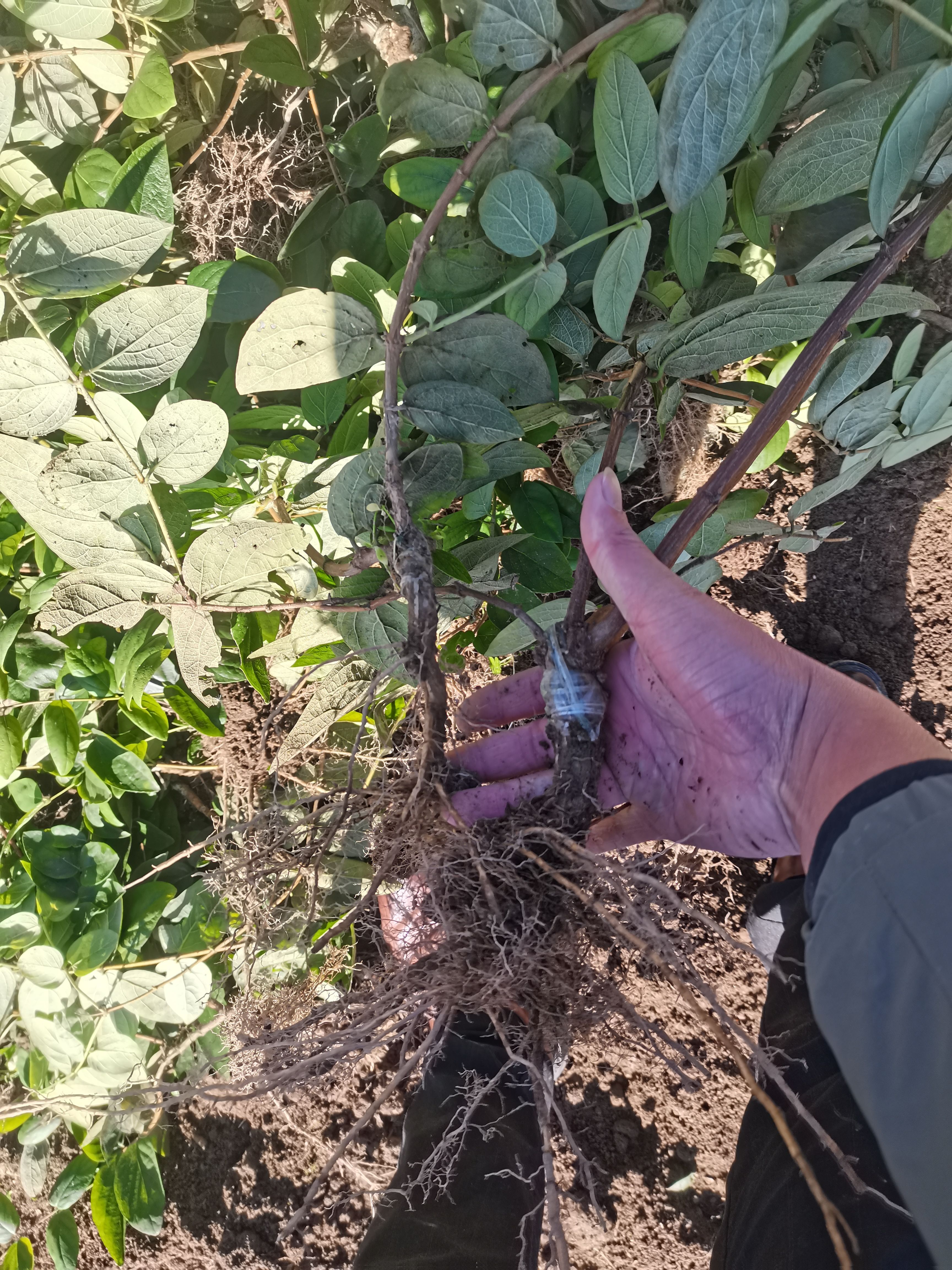 湘蕾一号金银花苗  湘蕾金银花种苗批发【顺丰包邮】