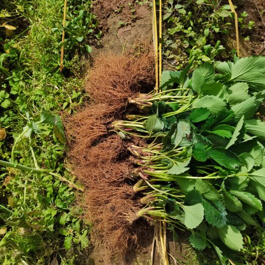 重庆市红颜、粉玉、宁玉草莓种苗