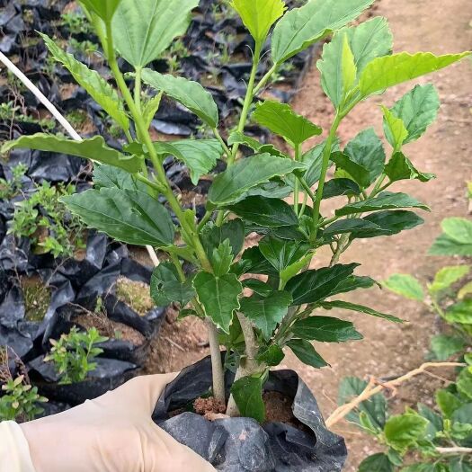 漳浦县单瓣大红花 扶桑、大红花、青叶扶桑，福建漳州基地直销