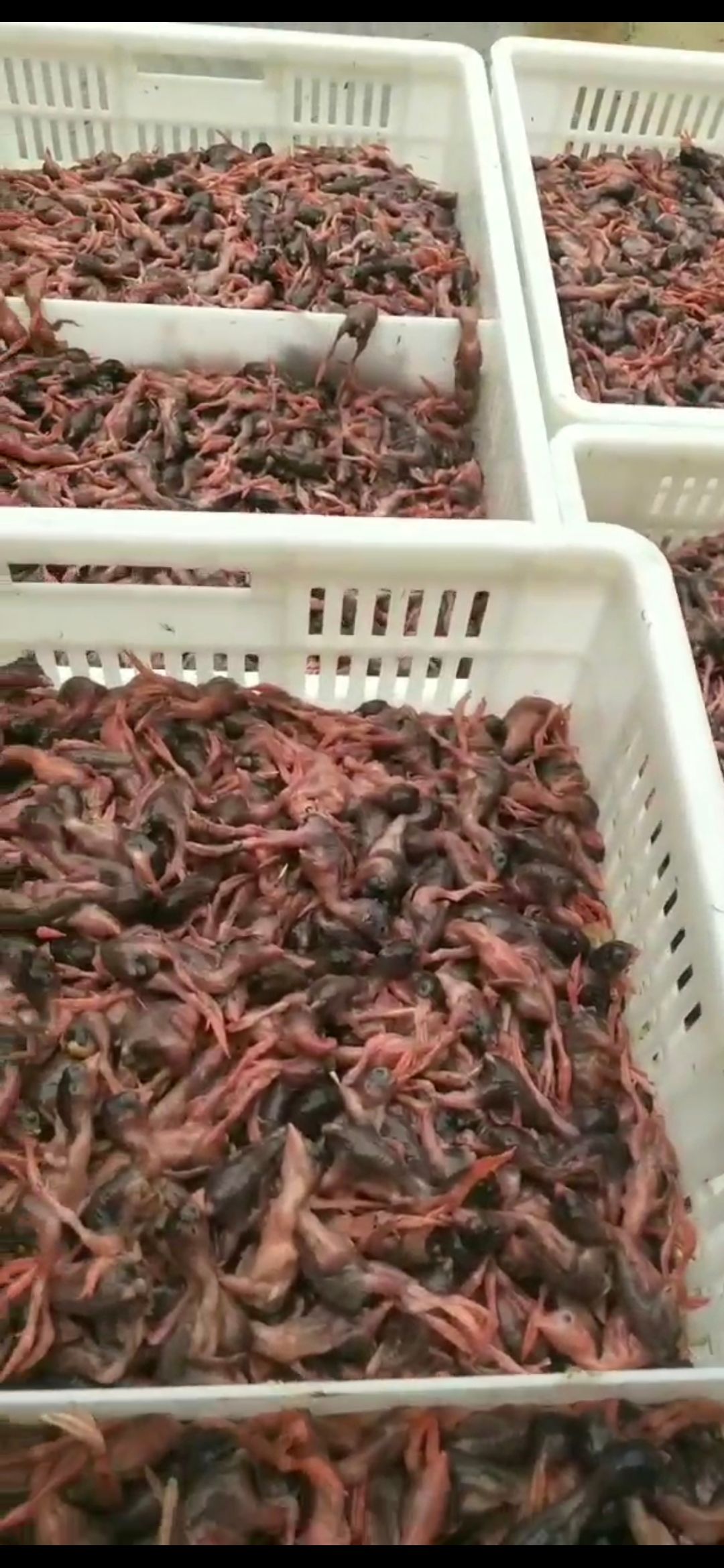  脱毛小鹌鹑