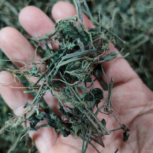  大山中草药材孩儿草 蓝色草 曱草 疳积草 土夏枯草无硫干品