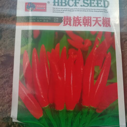 永宁县辣椒苗，朝天椒苗，航椒苗，陇椒苗，线椒苗，