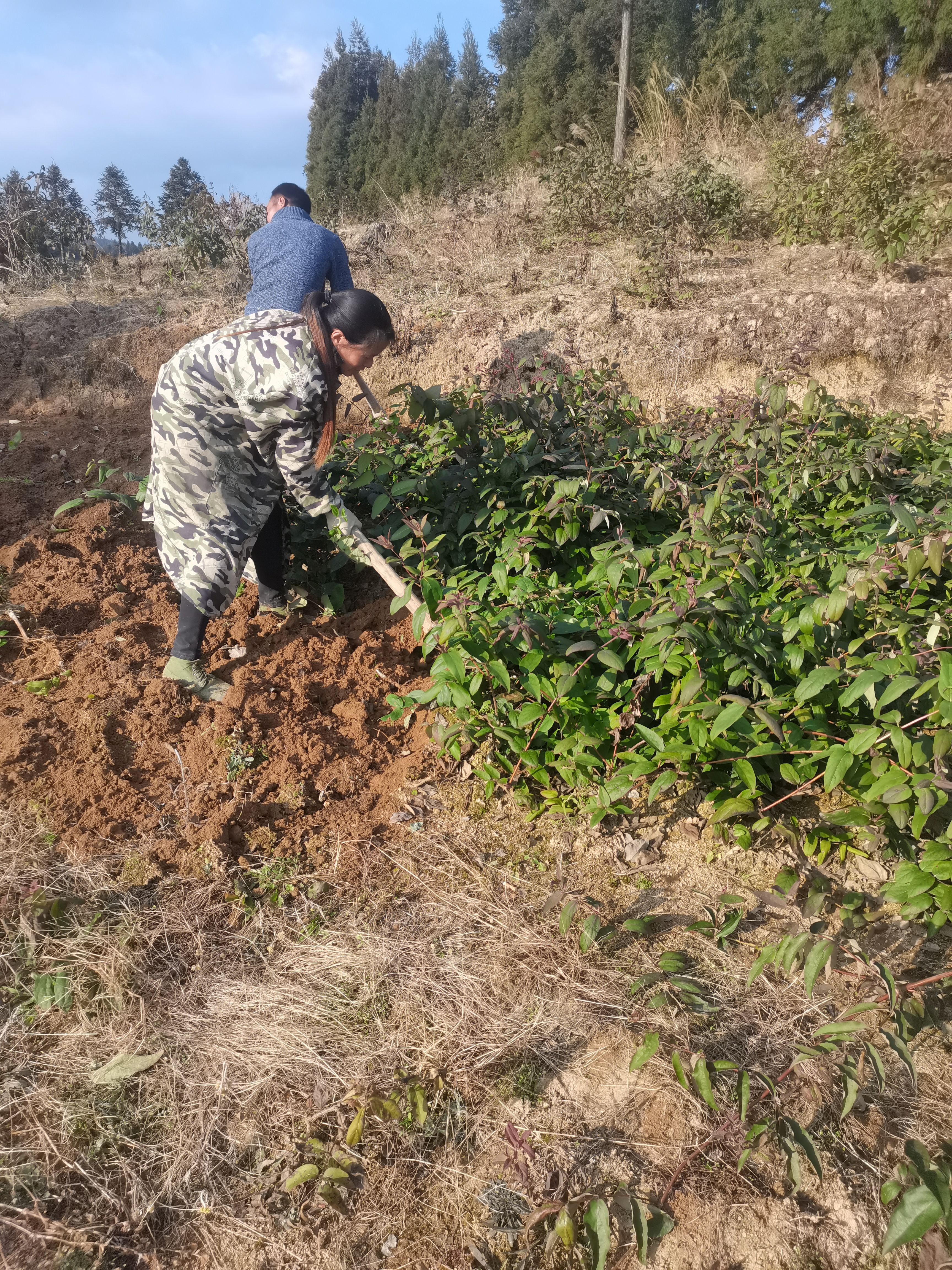 湘蕾一号金银花苗  湘蕾金银花种苗批发【顺丰包邮】