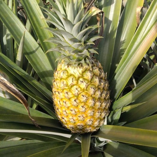 昌江县香水菠萝  海南香水凤梨