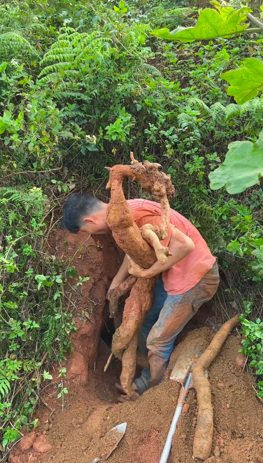 鄱阳县野生葛根 山地鲜葛根甘葛藤现挖发货