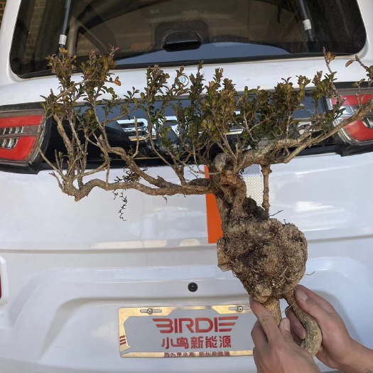 丽江 珍珠黄杨  需要的下单