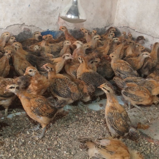 衡阳县基地直卖脱温青脚土鸡苗个月大鸡仔架子鸡麻鸡苗绿壳蛋鸡包成损