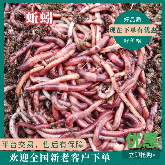 梁山县粪蚯蚓  污泥大号，牛粪大号