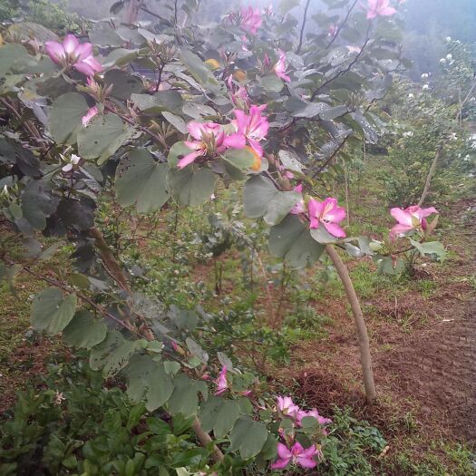 白刺花  白花， 紫花枫铃木，蝴蝶木，宫粉紫荆木，庭院风水木