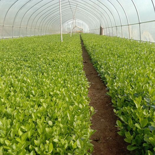 新沂市卫矛苗  大量卫矛床苗，基地直销