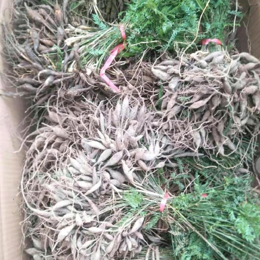 峨边县天门冬苗   天冬苗 天门冬种苗 批发天冬种苗 优质天冬种苗 批发天门冬