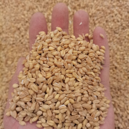 新疆红麦,白麦,冬麦 ,水分13内二等以上粮!