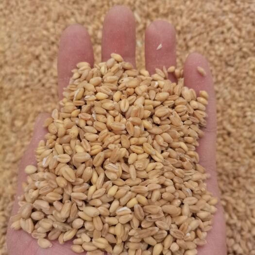 喀什市新疆红麦，白麦，冬麦 ，水分13内二等以上粮！