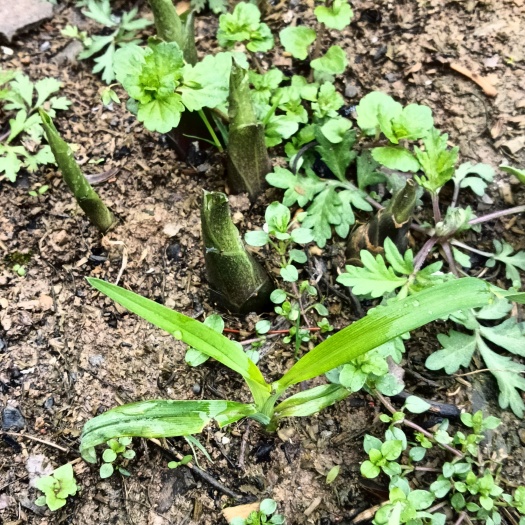 利川市玉簪花 玉簪苗