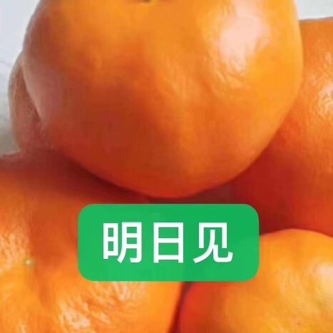 中江县明日见柑橘苗 明日见杯苗