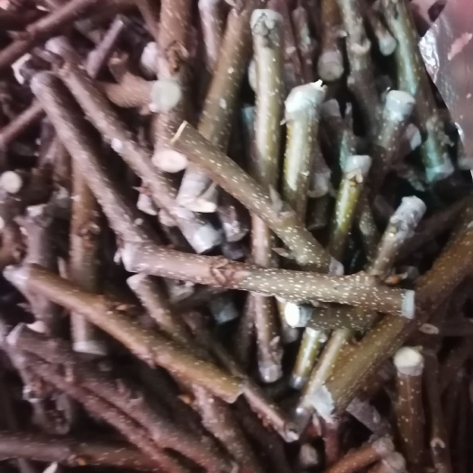 碧根果苗 嫁接枝条