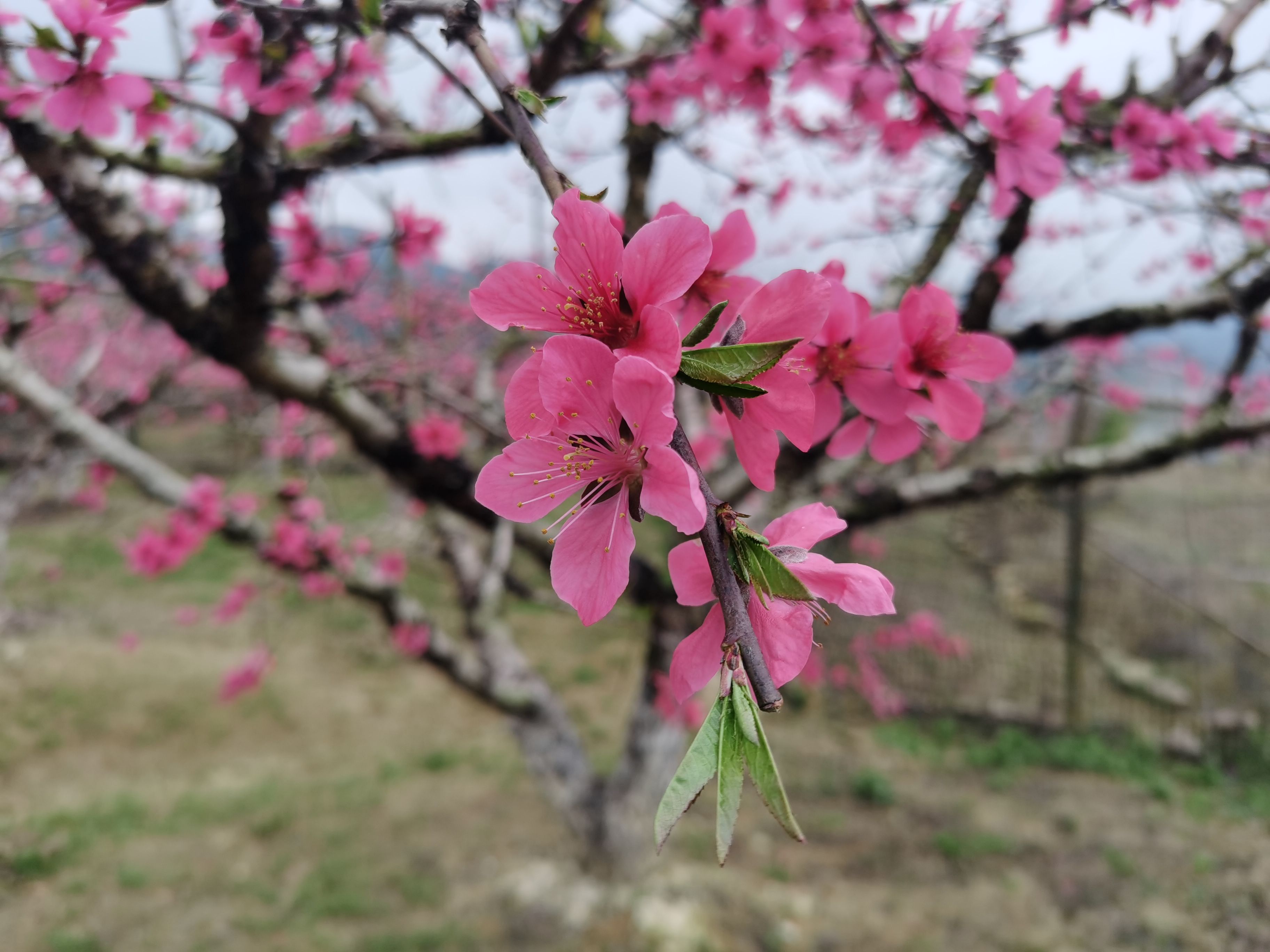 鹰嘴蜜桃苗  连平鹰嘴桃苗