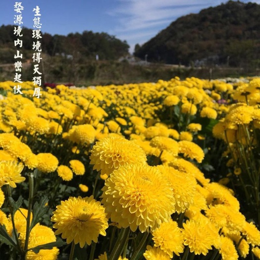 亳州金丝皇菊苗 优质菊花苗  金丝皇菊  苏北菊  贡菊  各种