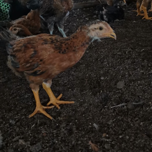 宾阳县 杂交脱温斗鸡苗