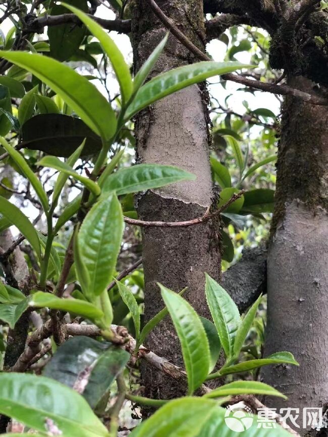 漳平水仙茶 漳平水仙乌龙茶 今年新茶茶农直发 500g包邮