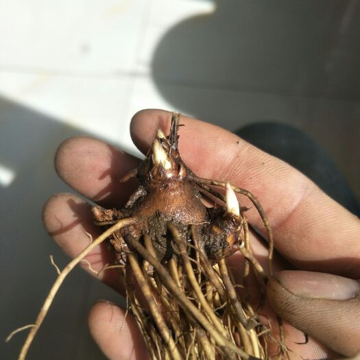 东辽县精选苍术种苗  朱砂点 北苍术一年苗