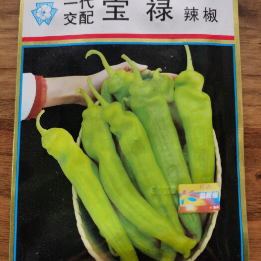 尖椒苗 宝禄辣椒苗，辣椒种子