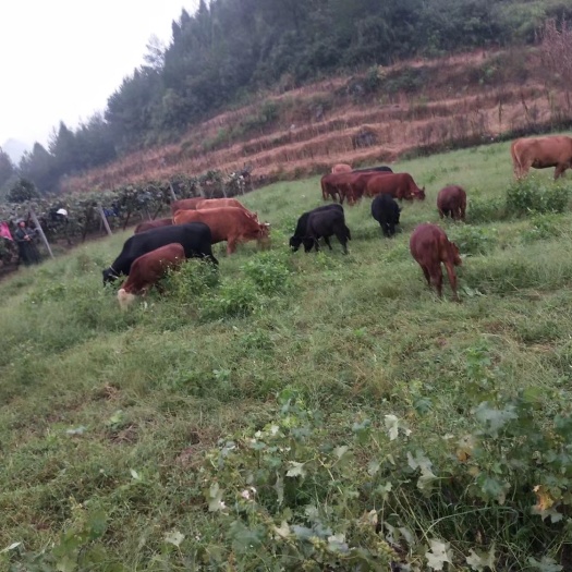 永顺县 湘西黄牛