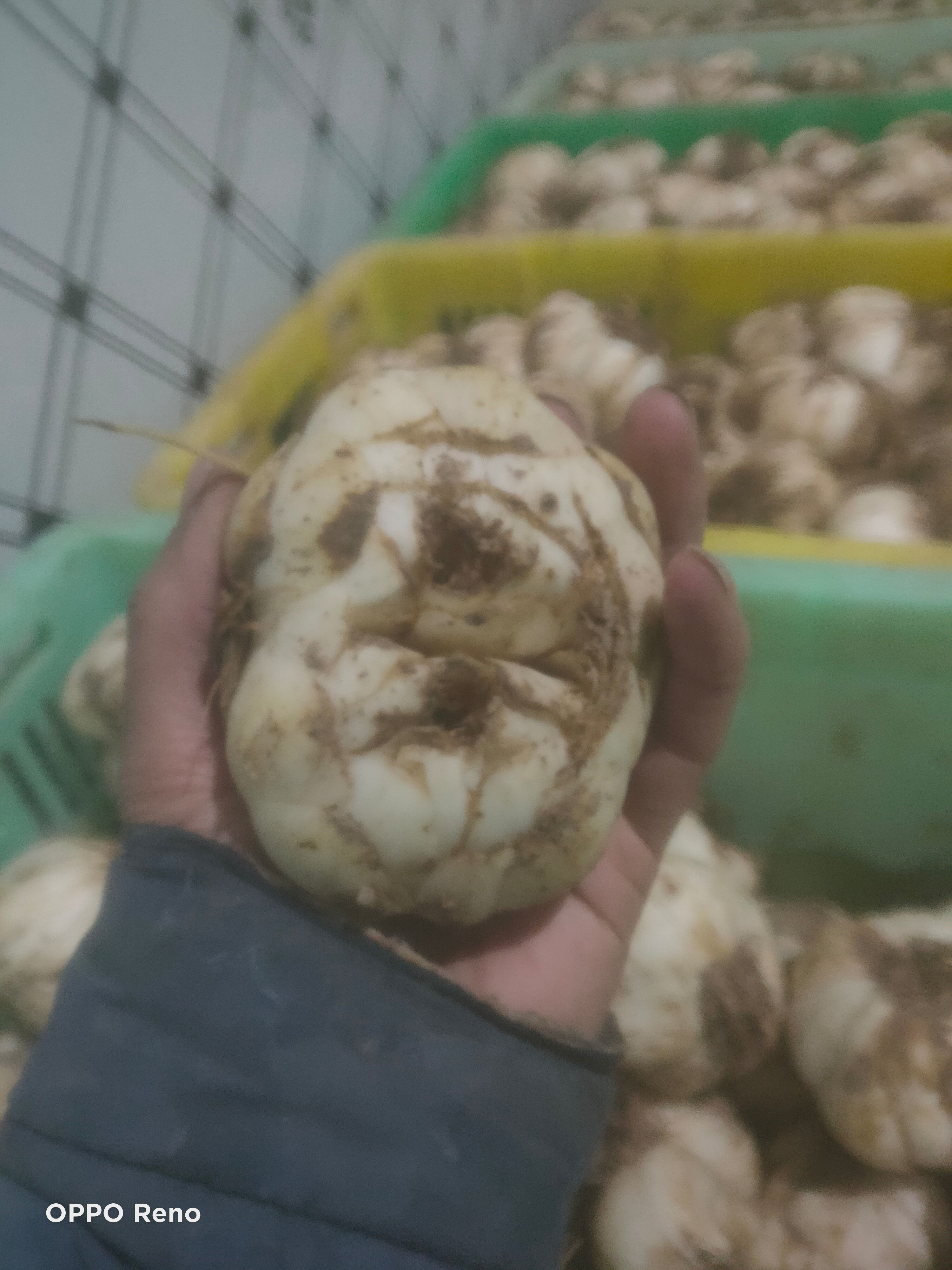 鲜百合 兰州百合  特大毛货