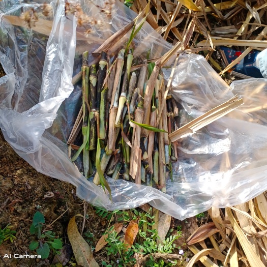 绵阳 牧草种节