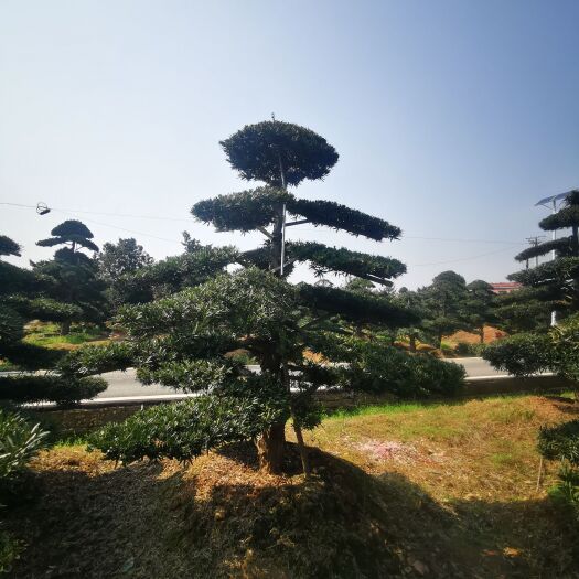 浏阳市 罗汉松
