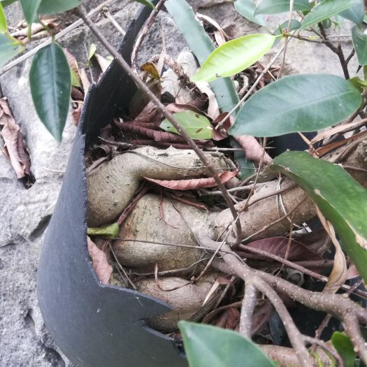 德保县小叶榕  盆景  已培植有18年