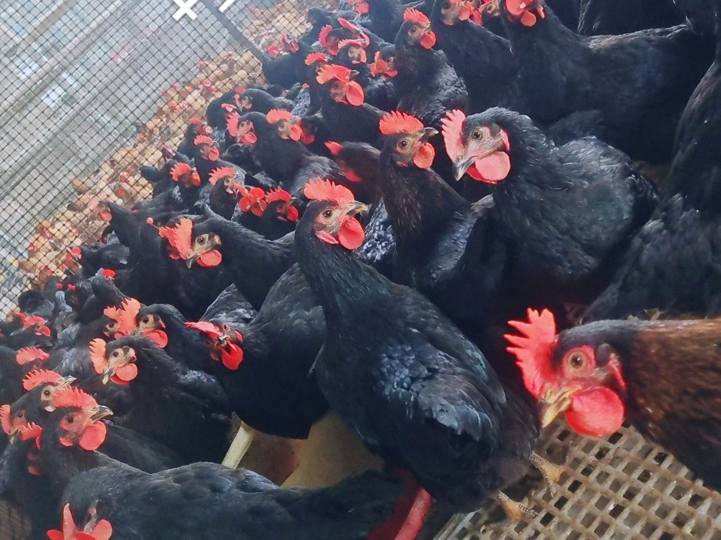 临湘市江汉鸡 本公司长期供应散养灵山麻鸡，小脚黑鸡，山林散养土鸡，