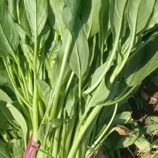 邯郸红菠菜 小叶菠菜