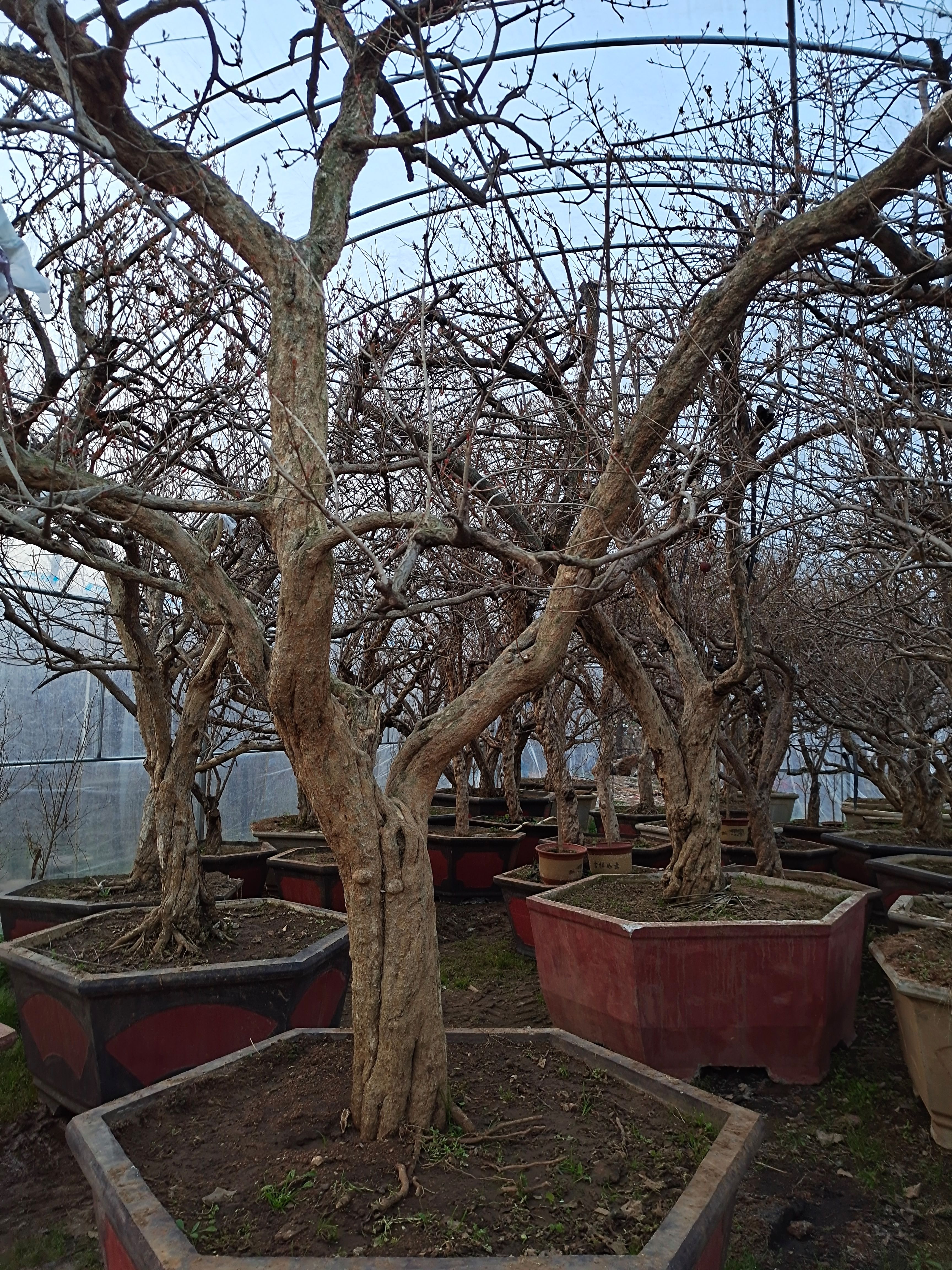 造型石榴树 古石榴树盆栽