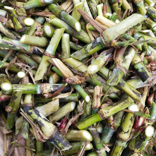 紫云县甜象草苗  甜象草种，红象草种