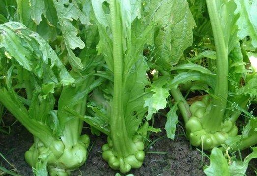泰州小葉榨菜  新鮮芥菜，榨菜