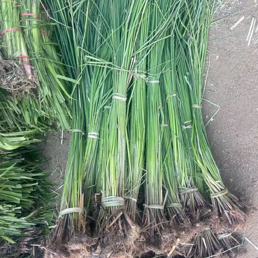 微山县 香蒲