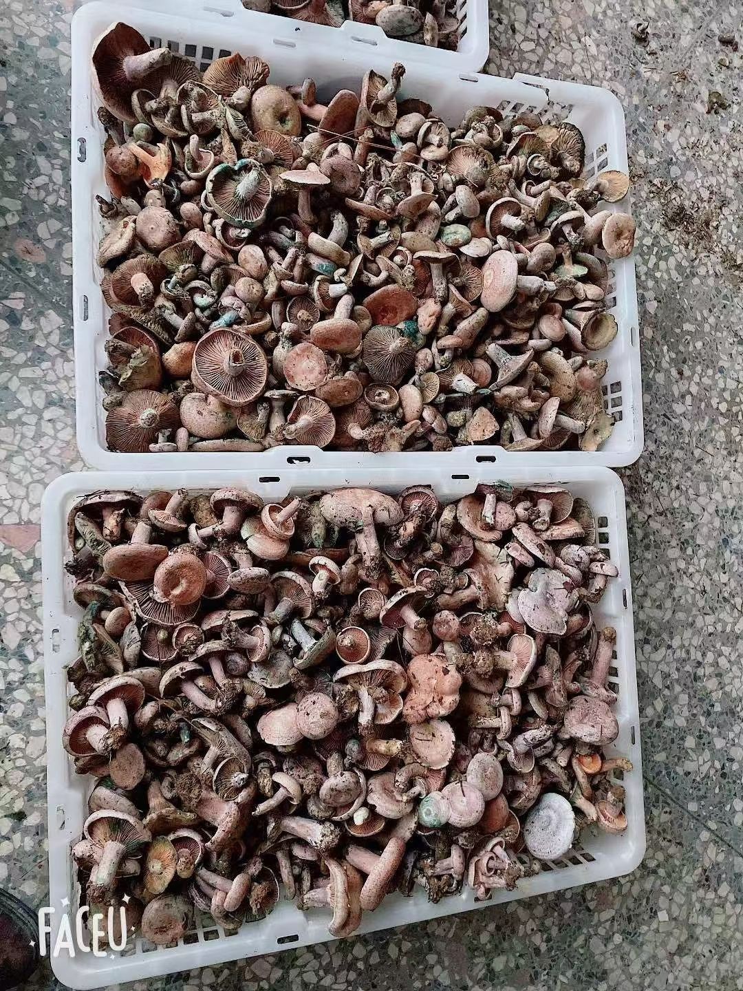松乳菇 樅樹菌，寒菌  烏菌季節(jié)果蔬大自然綠色食材新鮮供應(yīng)