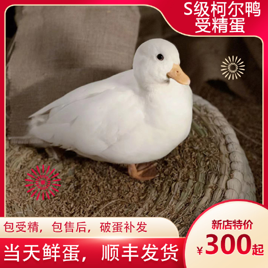 阳谷县鸭种蛋   柯尔鸭鸭蛋，柯尔鸭蛋可孵化，网红柯尔鸭